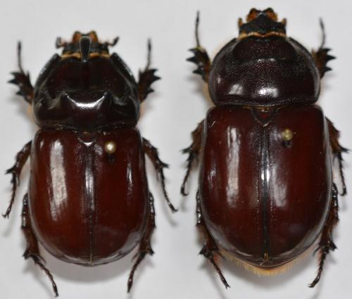 Réf. 273 513 : Oryctes nasicornis